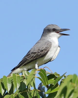 Tyran szary - Tyrannus dominicensis - Grey Kingbird
