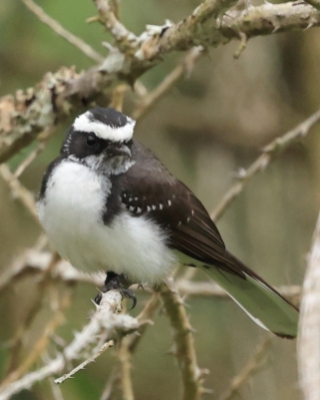 Wachlarzówka białobrewa - Rhipidura aureola - White-browed Fantail