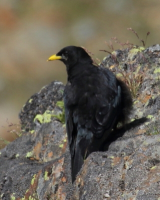 Wieszczek - Pyrrhocorax graculus - Yellow-billed Chough