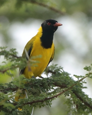 Wilga czarnogłowa - Oriolus larvatus - African Black-headed Oriole