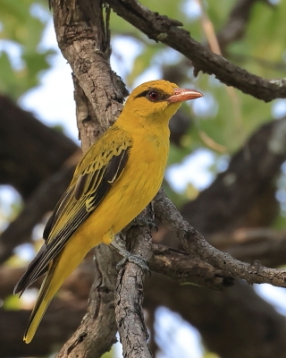 Wilga złota - Oriolus auratus - African Golden Oriole