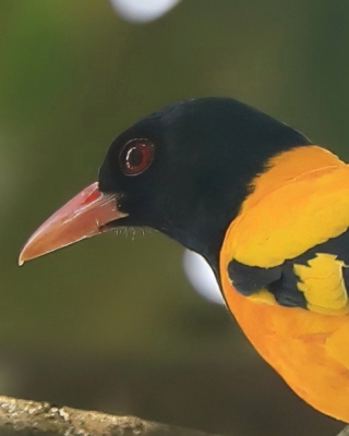 Wilga złotogrzbieta - Oriolus xanthornus - Black-hooded Oriole
