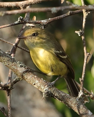 Wireonek płaskodzioby - Vireo nanus - Flat-billed Vireo