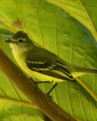 Wireonek żółtogardły - Vireo flavifrons - Yellow-throated Vireo