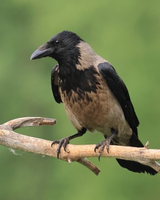 Wrona siwa - Corvus cornix - Hooded Crow