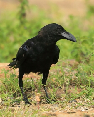 Wrona wielkodzioba - Corvus macrorhynchos - Large-billed Crow