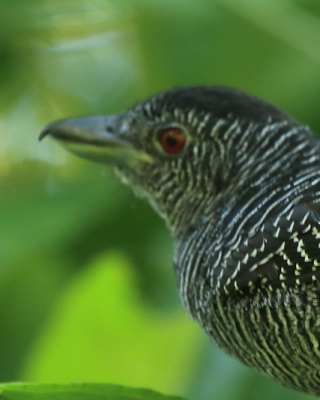 Zebrzak - Cymbilaimus lineatus - Fasciated Antshrike