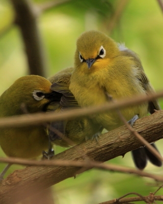 Szlarnik senegalski - Zosterops senegalensis - African Yellow White-eye