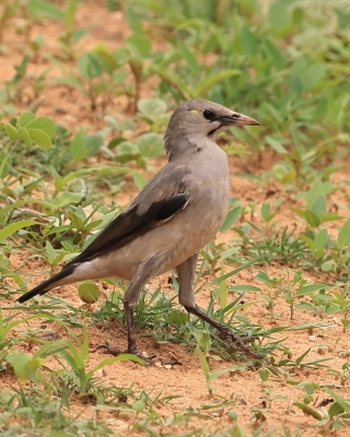 Szpak ozdobny - Creatophora cinerea - Wattled Starling