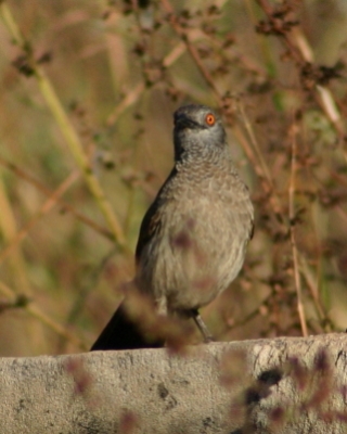 Tymal białołuski - Turdoides plebejus - Brown Babbler