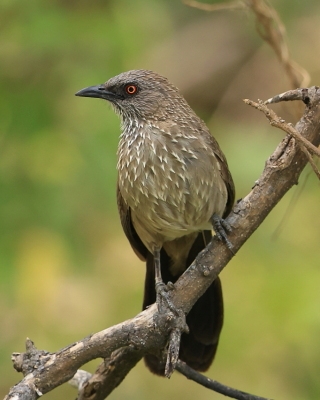 Tymal kroplisty - Turdoides jardineii - Arrow-marked Babbler