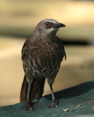 Tymal łuskogłowy - Turdoides hartlaubii - Hartlaub's Babbler