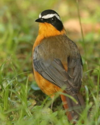 Złotokos białobrewy - Cossypha heuglini - White-browed Robin-Chat
