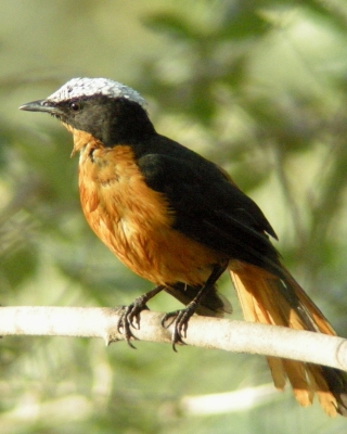 Złotokos duży - Cossypha albicapillus - White-crowned Robin Chat