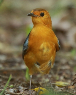 Złotokos rudogłowy - Cossypha natalensis - Red-capped Robin Chat
