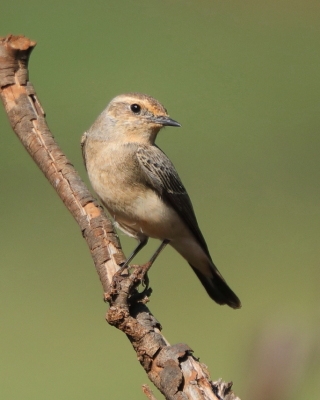 Białorzytka płowa - Oenanthe isabellina - Isabelline Wheatear