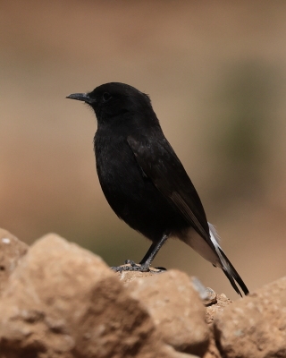 Białorzytka żałobna - Oenanthe leucura - Black Wheatear
