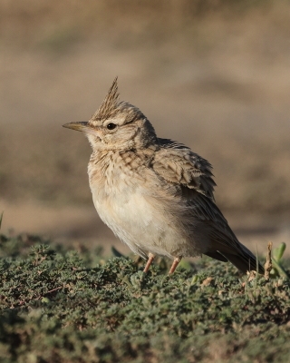 Dzierlatka długodzioba - Galerida macrorhyncha - Maghreb lark