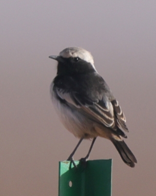 Białorzytka maghrebska - Oenanthe halophila - Western Mourning Wheatear