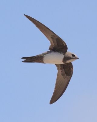 Jerzyk alpejski - Tachymarptis melba - Alpine Swift