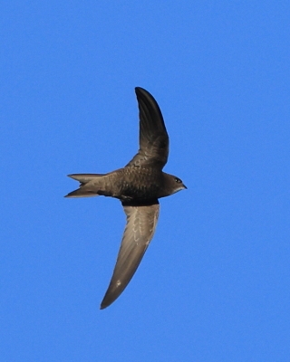Jerzyk blady - Apus pallidus - Pallid Swift