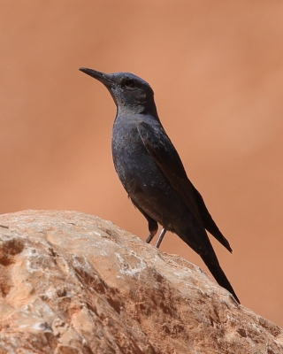 Modrak - Monticola solitarius- Blue Rock Thrush