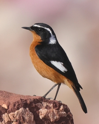 Pleszka algierska - Phoenicurus moussieri - Moussier's Redstart