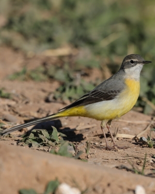 Pliszka górska - Motacilla cinerea - Grey Wagtail