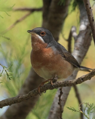 Pokrzewka iberyjska - Curruca iberiae - Western Subalpine Warbler