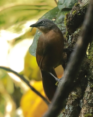 Sójkowiec szaroczelny - Garrulax cinereifrons - Ashy-headed Laughingthrush