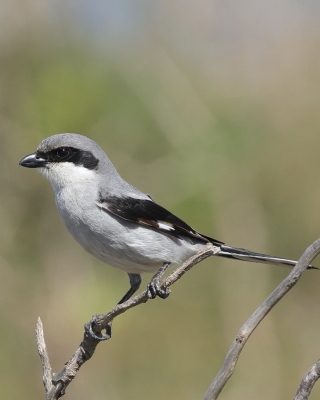 Srokosz - Lanius excubitor - Great Gray Shrike