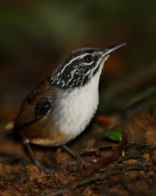 Stokowczyk białopierśny - Henicorhina leucosticta - White-breasted Wood Wren