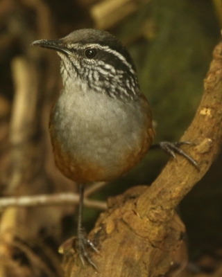 Stokowczyk szaropierśny - Henicorhina leucophrys - Gray-breasted Wood Wren