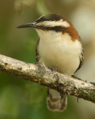 Strzyżyk rdzawokarkowy - Campylorhynchus rufinucha - Rufous-naped Wren