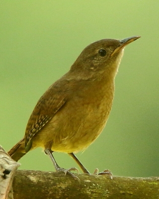 Strzyżyk śpiewny - Troglodytes aedon - House Wren