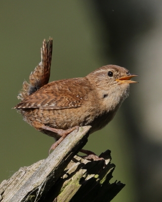 Strzyżyk - Troglodytes troglodytes - Eurasian Wren