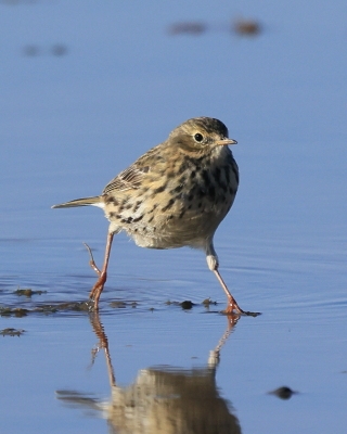 Świergotek łąkowy - Anthus pratensis - Meadow Pipit