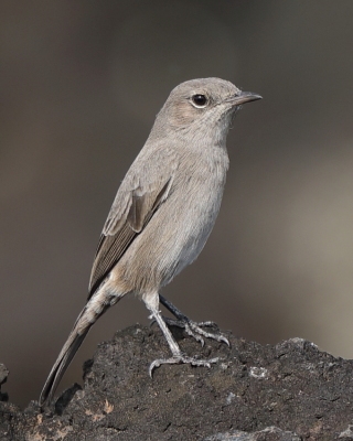 Szareczka uboga - Oenanthe dubia - Sombre Chat