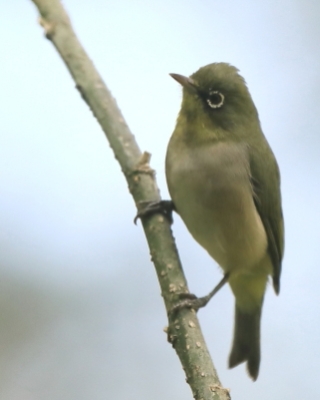 Szlarnik białooki - Zosterops poliogastrus - Ethiopian White-eye