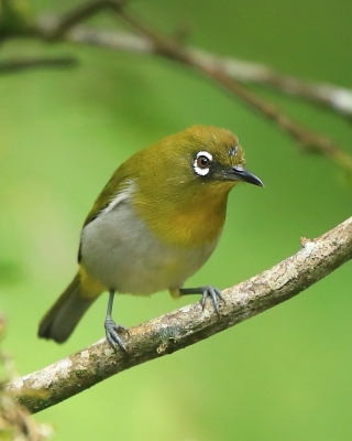 Szlarnik cejloński - Zosterops ceylonensis - Sri Lanka White-eye