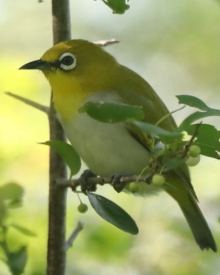 Szlarnik indyjski - Zosterops palpebrosus - Indian White-eye