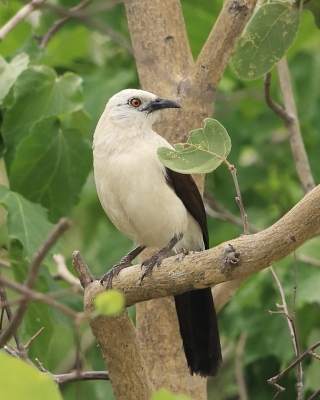 Tymal dwubarwny - Turdoides bicolor - Southern Pied Babble