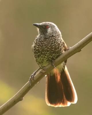 Tymal białorzytny - Turdoides leucopygia - White-rumped Babbler