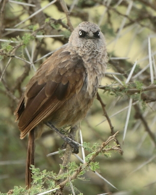 Tymal maskowy - Turdoides sharpei - Black-lored Babbler
