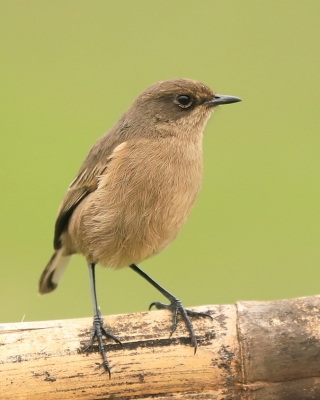 Wrzośnik - Pinarochroa sordida - Moorland Chat