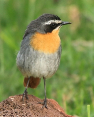 Złotokosik ogrodowy - Dessonornis caffer - Cape Robin Chat