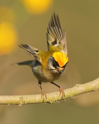 Zniczek - Regulus ignicapilla - Firecrest