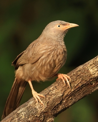 Tymal szarogłowy - Argya striata - Jungle Babbler