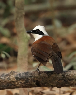 Sójkowiec białoczuby - White-crested Laughingthrush - Garrulax leucolophus