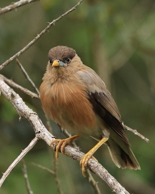 Szpak bramiński - Sturnia pagodarum - Brahminy Starling